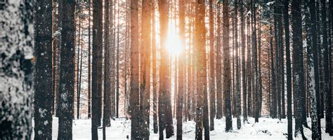 Download Wallpaper 2560x1080 Forest Trees Sun Snow Winter Dual Wide