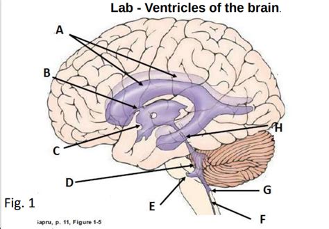 Ventricles Of The Brain Diagram Quizlet
