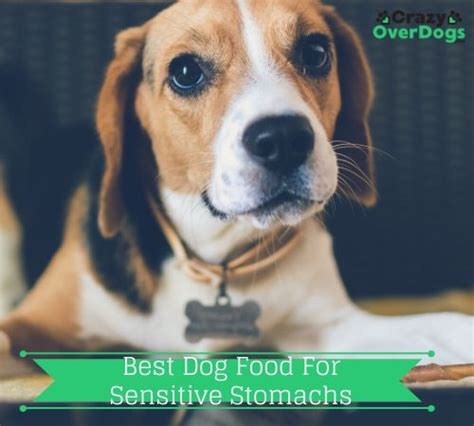 Don't worry, we are here to assist you in choosing the best dry dog food for sensitive stomachs. Best Dry Dog Food For Sensitive Stomachs - 2020 Buying ...