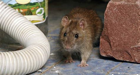Brown Rat Rattus Norvegicus Country Services Pest Control Ltd