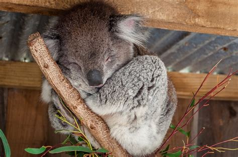 Native Australian Animals In Pictures Cuddly To Once