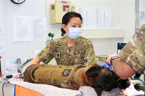 Us Army Veterinarian Fills Several Mission Critical Roles Article The United States Army