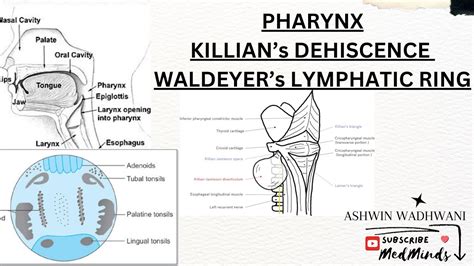 Pharynx Anatomy Divisions Waldeyers Lymphatic Ring Killians
