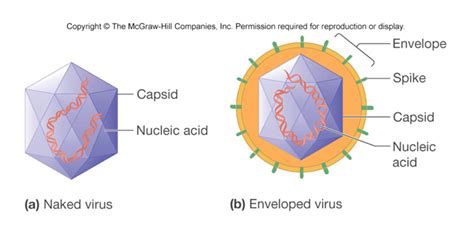 Naked Vs Enveloped Viruses The Naked Virus Is Composed Of Only Of A Nucleocapsid However The