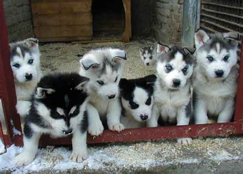 Siberian Husky Informations Strongs And Compact Dogs