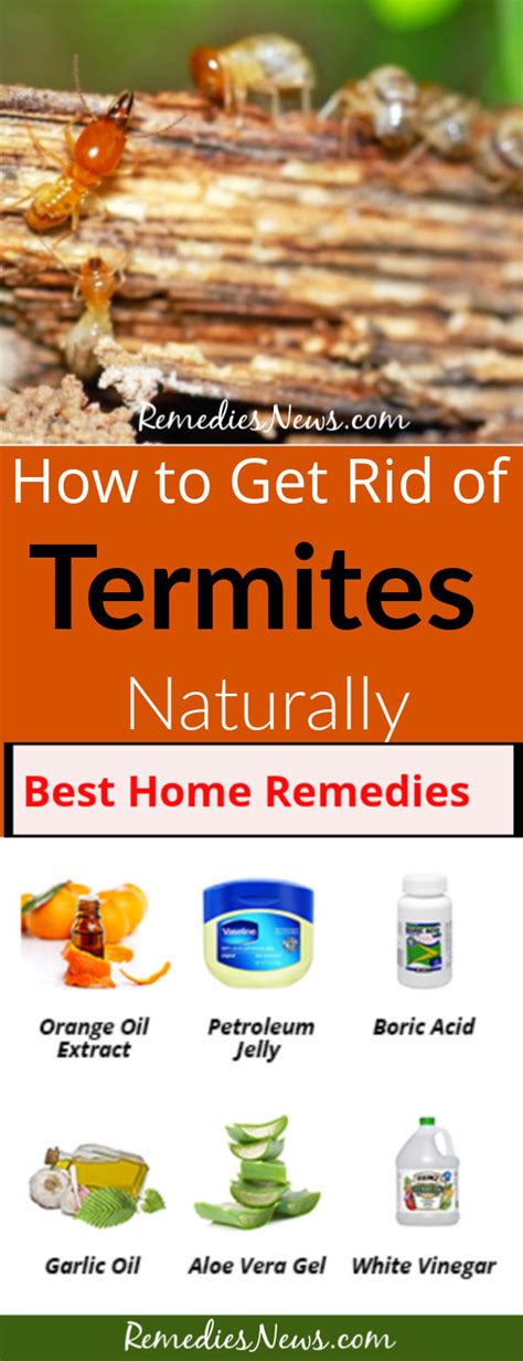 How To Get Rid Of Termites Naturally 9 Best Diy Home Remedies