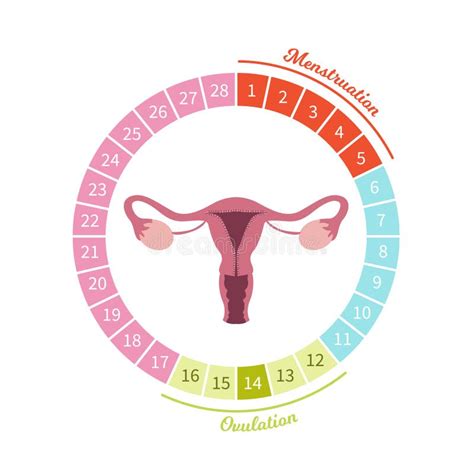 Graphique Femelle De Cycle Menstruel Illustration De Vecteur