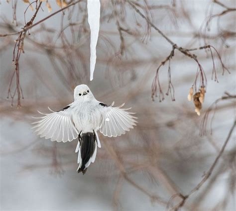 Peep The Stunning Winners Of The Audubon Societys Photo Contest Bird