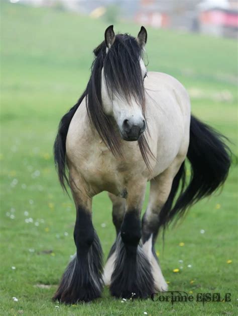 Gypsy vanner hästar få sina namn från de karavaner (skåpbilar) som de drog. 114 best images about horses on Pinterest
