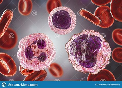 Monocyte Lymphocyte And Neutrophil Surrounded By Red Blood Cells Stock