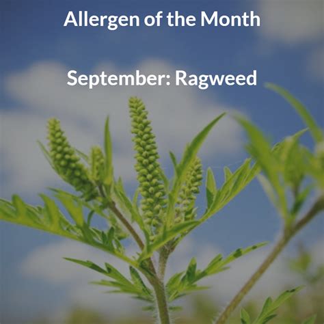 Your Month By Month Guide To Allergies Fall Allergies Allergies