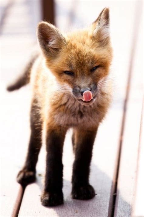 Fox Cute Creatures Beautiful Creatures Animals Beautiful Animals And