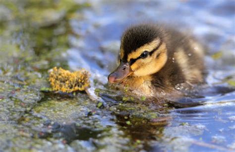 Duck Duckling Baby Wallpapers Hd Desktop And Mobile Backgrounds