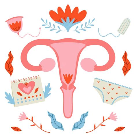 Premium Vector Woman Reproductive System Illustrated