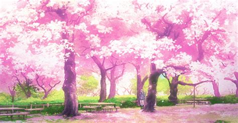 Anime Cherry Blossom Cherry Blossoms Harajuku Anime Places Your Lie