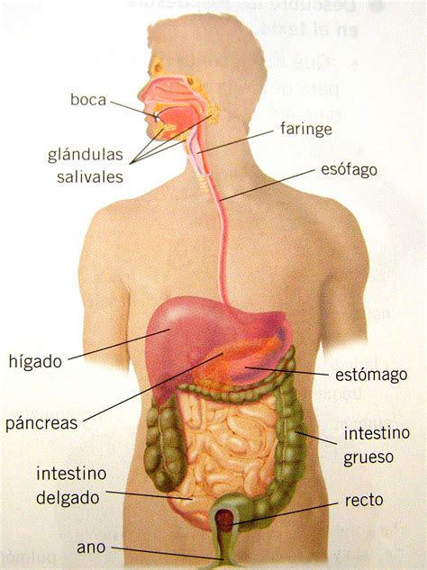 Aparato Digestivo Dibujo Hepatitis Org