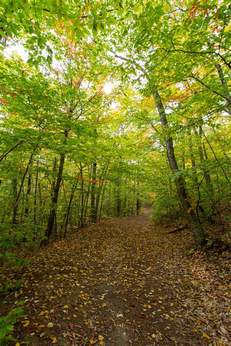 Beautiful Autumn Forest Path Free Nature Stock Photo