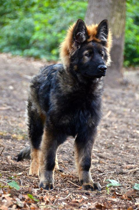 47 Best Long Coated Dark Sable German Shepherds Ideas Sable German