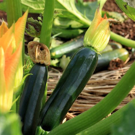 Black Beauty Zucchini Plants Have An Open Habit Which Makes For Easy