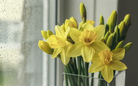 Desktop Wallpapers Yellow Flowers Narcissus