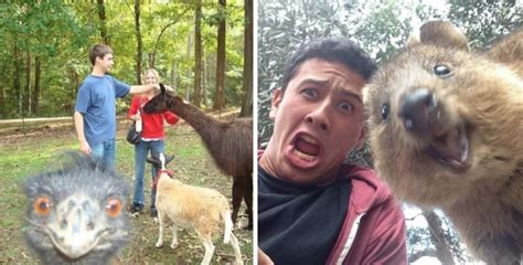 19 Animal Photobombs That Are So Funny Youd Swear They Were Done On