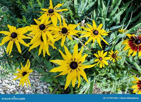 Beautiful Large Yellow Flowers With Pointed Petals Stock Photo Image