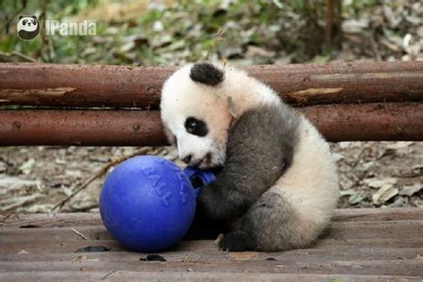 Ipanda ~little Gray Grey Baby Panda Bears Panda Bear Baby Panda