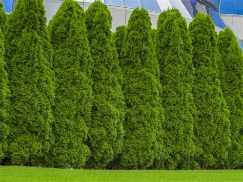 Fast Growing Shrubs For Privacy Fences