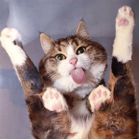 Here Are 25 Cats To Put A Smile On Your Face Cutesypooh Gatos