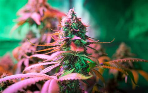 10 Best Hybrid Strains 2021 The Lodge Cannabis