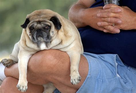Find images of fat dog. Obesity in Pets - Common Causes & Consequences