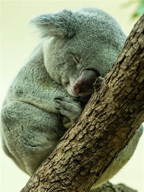 A Cute Little Koala Sleeping On A Tree In A Zoo Photograph By Stefan Rotter