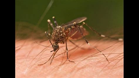 Mosquitoes Test Positive For West Nile Virus In Lucas County