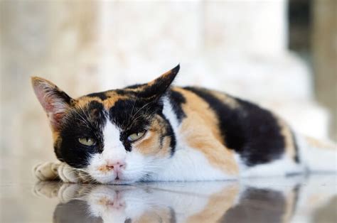 Even vague symptoms like lethargy and decreased appetite should warrant a trip to the veterinarian. Lethargic Cat: Causes, Symptoms & Treatment - We're All ...