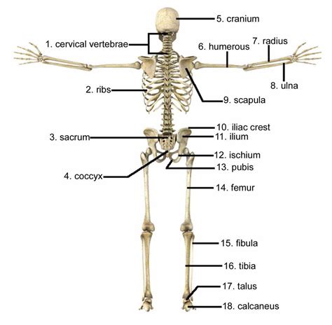 Want to learn more about it? Cells Of The Skeletal System | MedicineBTG.com