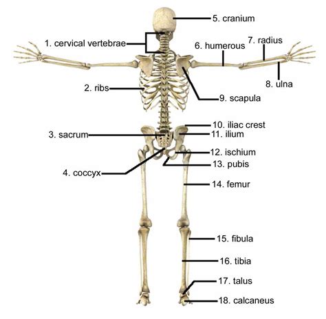 As the body matures, some of these bones gradually, fuse together to form one bone. Cells Of The Skeletal System | MedicineBTG.com