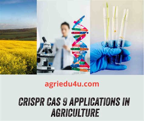Crispr Cas In Agriculture And Its Applications In Genome Editing Of