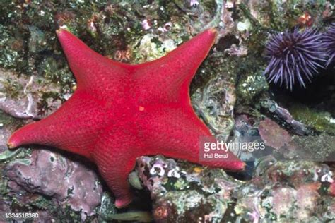 Bat Sea Star Photos And Premium High Res Pictures Getty Images