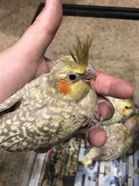 Colorado springs residents have two pet and pantry & dog wash locations to visit in colorado springs. Cockatiel Birds For Sale | Colorado Springs, CO #216652