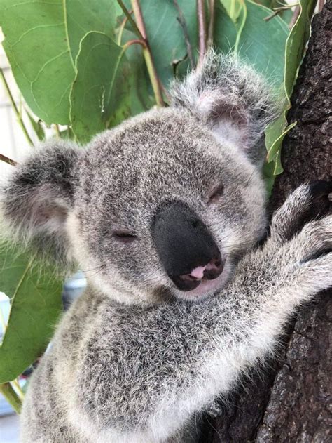 Pin By Dragomir Madalina On Beautiful Cute Animals Koala Bear Animals