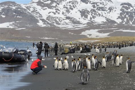 Premium Photo Tourists In Antarctica