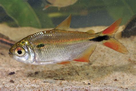 Astyanax cf. bimaculatus - BAP