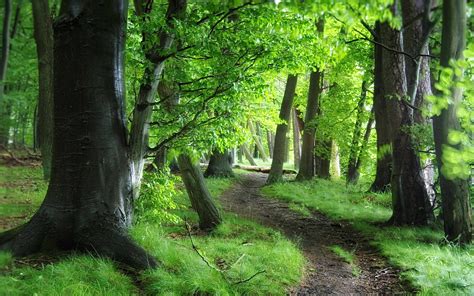Forest Path Wallpapers High Quality Download Free
