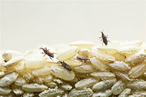 How To Get Rid Of Weevils In Your Pantry Weevils Food Meal Moths
