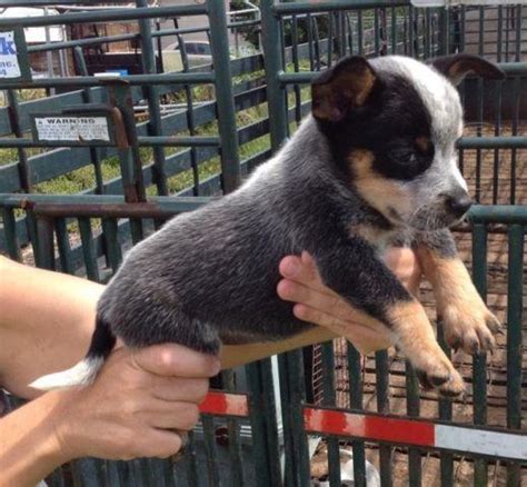 Australian Cattle Dog Blue Heeler Puppies Only 8 Week For Sale In
