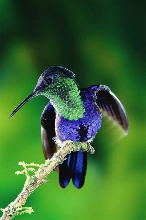 The Violetears Are Hummingbirds Of The Genus Colibri They Are Medium