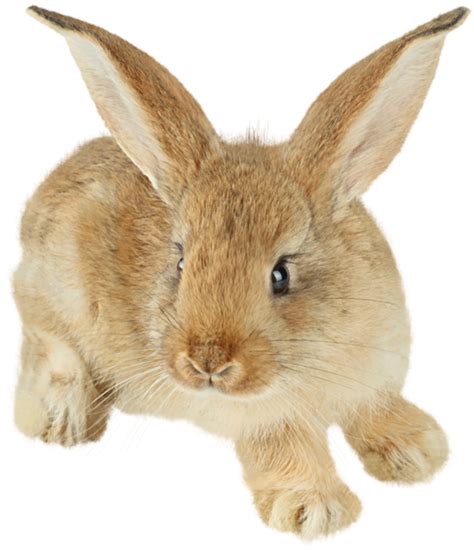 ® Colección de Gifs ®: IMÁGENES DE CONEJOS | Rabbit pictures, Rabbit png, Rabbit
