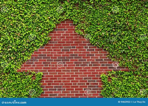 Does Ivy Harm Brick Walls