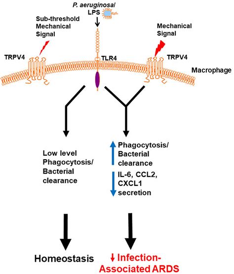 Frontiers The Role Of Trpv4 In Regulating Innate Immune Cell Function