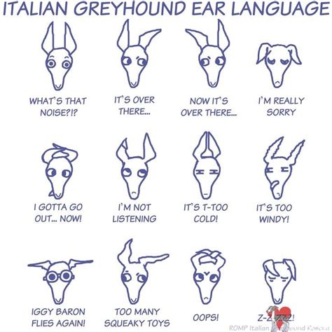 Italian Greyhound Ear Language Italian Greyhound Rescue Italian